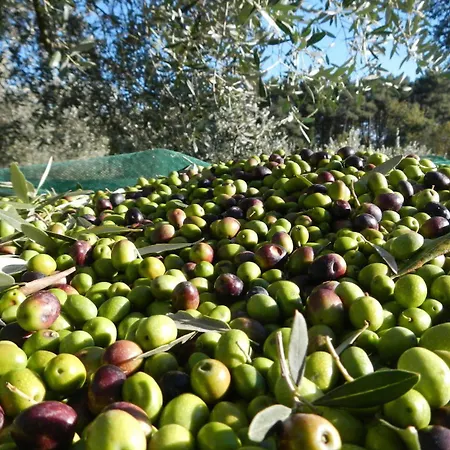 Casale Orioles Διαμέρισμα *